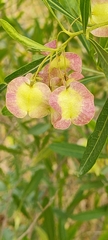 Dodonaea viscosa