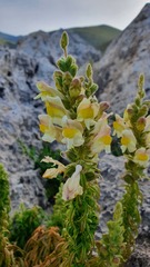 Antirrhinum siculum