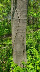 Asimina triloba