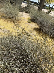 Simmondsia chinensis