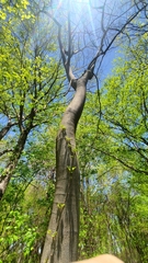 Asimina triloba