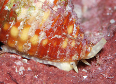 Pseudonebularia cucumerina