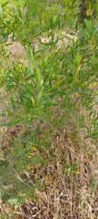 Dodonaea viscosa