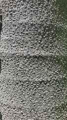 Asimina triloba