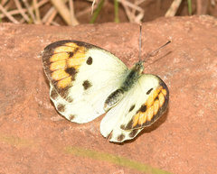 Colotis auxo