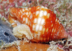Pseudonebularia cucumerina