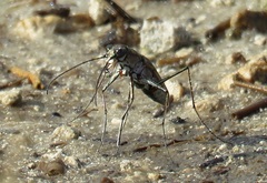 Ellipsoptera