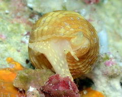 Pseudonebularia cucumerina