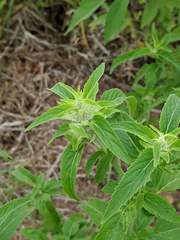 Monarda punctata