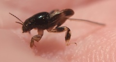 Neotridactylus