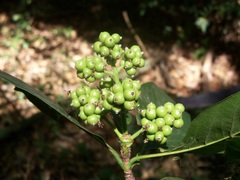 Ixora floribunda