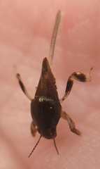 Neotridactylus