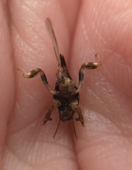 Neotridactylus