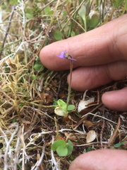 Pinguicula villosa