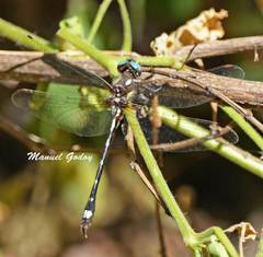 Gomphomacromia paradoxa