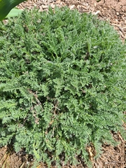 Erodium chrysanthum