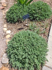 Erodium chrysanthum