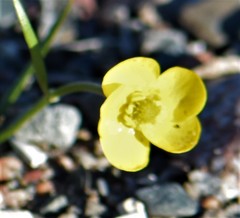Ranunculus pedatifidus affinis