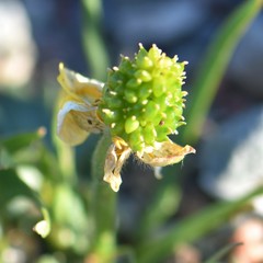 Ranunculus pedatifidus affinis