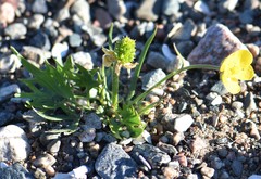 Ranunculus pedatifidus affinis