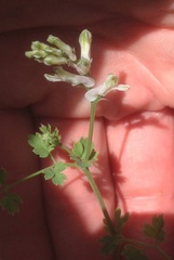 Fumaria macrocarpa