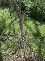 Cercis canadensis