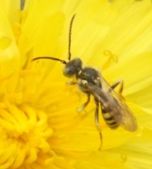 Nomada luteoloides