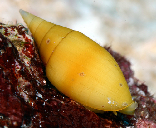 Mitra acuminata observed 2016-11-14