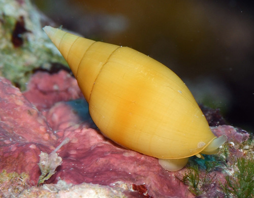 Mitra acuminata observed 2016-11-23