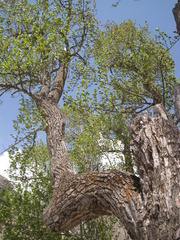 Populus ciliata