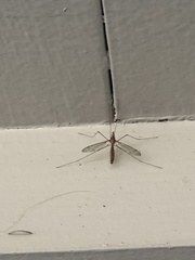Tipula