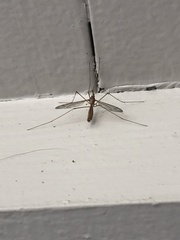 Tipula