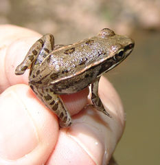 Lithobates sphenocephalus utricularius