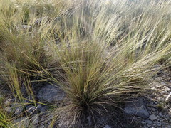 Stipa juncea