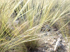 Stipa juncea