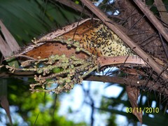 Bactris major