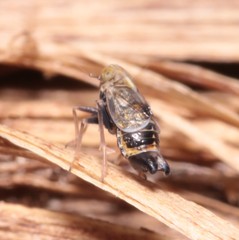 Dicranotropis hamata