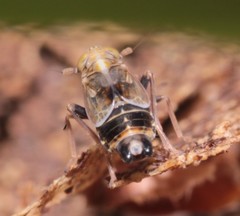 Dicranotropis hamata