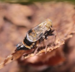 Dicranotropis hamata