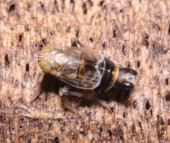 Dicranotropis hamata