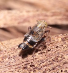 Dicranotropis hamata