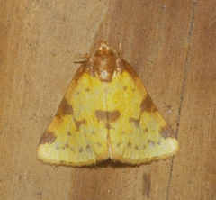 Azenia obtusa
