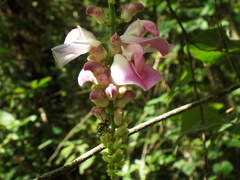 Canavalia septentrionalis