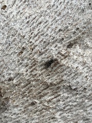 Diptera