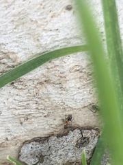 Liometopum occidentale