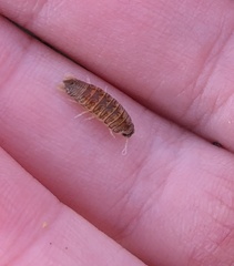 Cirolana harfordi