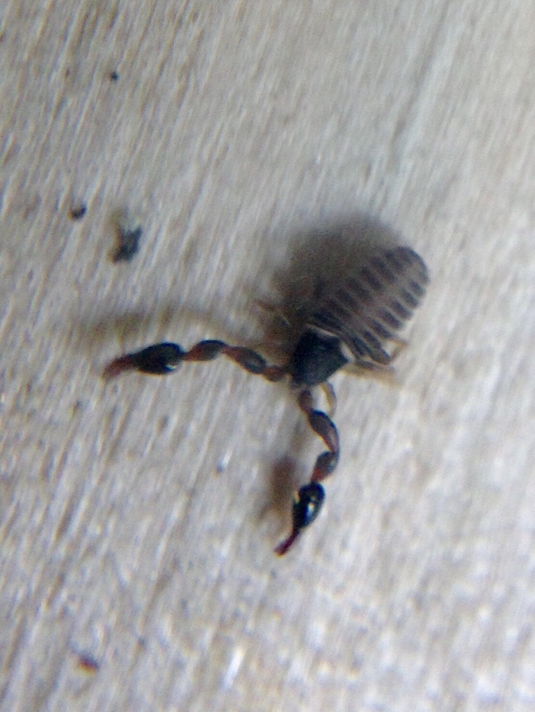 Elassommatina
