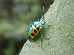 Chrysocoris stockerus