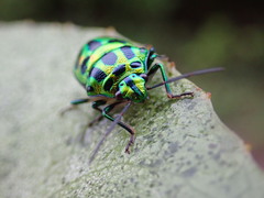 Chrysocoris stockerus