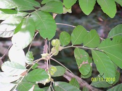 Cupania guatemalensis